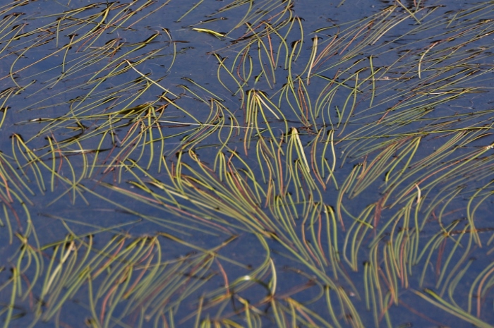 sea grass art in lake